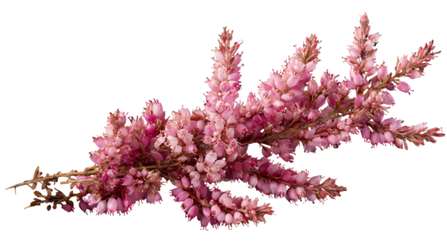 heather flower blossom cluster isolated on transparent PNG background
