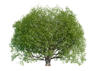Acer pseudoplatanus, also known as maple, is a tree native to Central Europe. Summer season. Isolated tree on a transparent background. 