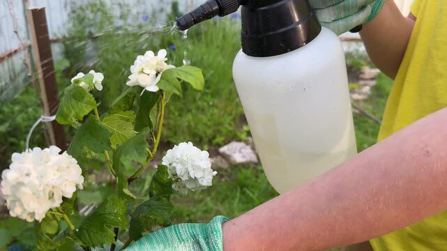 In a thriving garden, a person is spraying a protective liquid, with viburnum leaves showing damage in close-up.