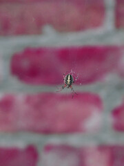 A spider is centered against a blurred red and gray brick wall background.