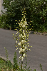 Yucca (Latin. Yucca) blooms in the garden. Yucca is a genus of arboreal evergreen plants of the Agave subfamily (Agavoideae) of the Asparagaceae family.