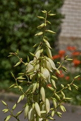 Yucca (Latin. Yucca) blooms in the garden. Yucca is a genus of arboreal evergreen plants of the Agave subfamily (Agavoideae) of the Asparagaceae family.