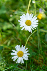 Healthy herb chamomile is growing on the summer field. Collection and preparation of medicinal plant