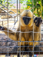 Sad Monkey Behind Bars, A Primate Gazes Through a Cage, Reflecting Captivity and Longing