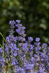 Lavender (lat. Lavandula) blooms in the garden. Lavender is a genus of plants in the family Lamiaceae or Labiatae.