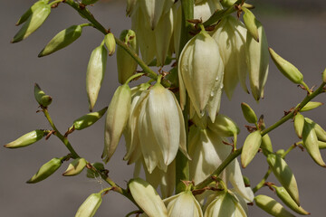 Yucca (Latin. Yucca) blooms in the garden. Yucca is a genus of arboreal evergreen plants of the Agave subfamily (Agavoideae) of the Asparagaceae family.