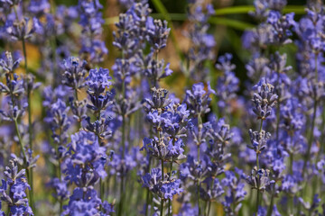 Lavender (lat. Lavandula) blooms in the garden. Lavender is a genus of plants in the family...