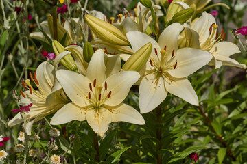 Lily (lat. Lilium) blooms in the garden. Lily - the genus of plants of the family of Lily (Liliaceae).