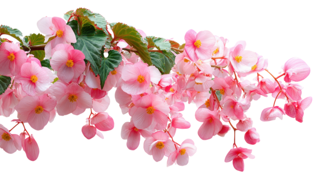 Cascading Pink Begonia Flowers with Green Leaves on a Transparent Background