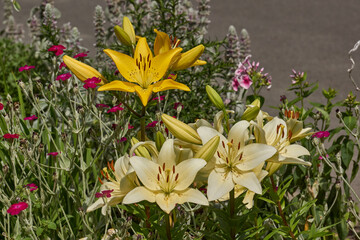 Obraz premium Lily (lat. Lilium) blooms in the garden. Lily - the genus of plants of the family of Lily (Liliaceae).