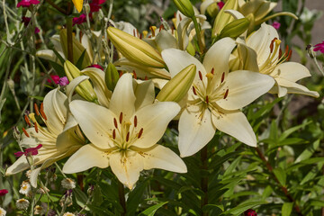 Fototapeta premium Lily (lat. Lilium) blooms in the garden. Lily - the genus of plants of the family of Lily (Liliaceae).