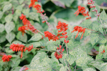 Vibrant red flowers bloom against lush green foliage in a tranquil garden setting during springtime
