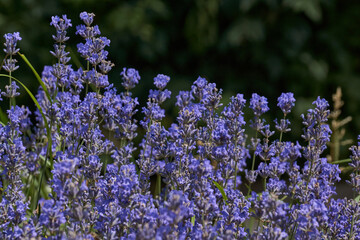 Lavender (lat. Lavandula) blooms in the garden. Lavender is a genus of plants in the family...