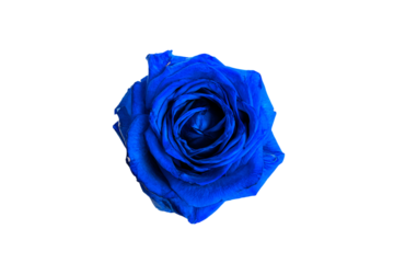 a blue rose is shown against a white background