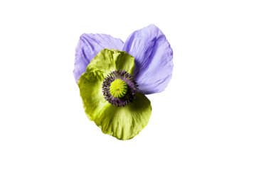 a single purple flower with a green center