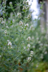 Catnip Plant with Pollinators on Flowers