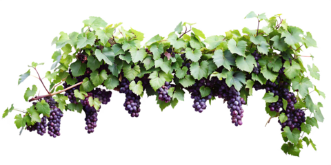 Purple grape clusters green leaves isolated on a transparent background