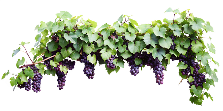 Purple grape clusters green leaves isolated on a transparent background
