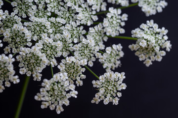 Beautiful Ammi Plant with Umbrella-Like Flower Heads