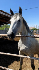 A large white horse stands in the stable and curiously looks around. Daily life of horses in a stall. Equestrian care and animal husbandry. Horse care concept, hippotherapy for children.