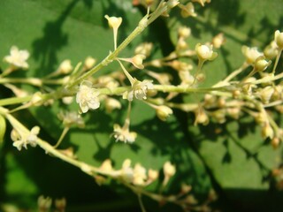 Closeup of Fallopia multiflora Flowers Used in Korean Herbal Medicine