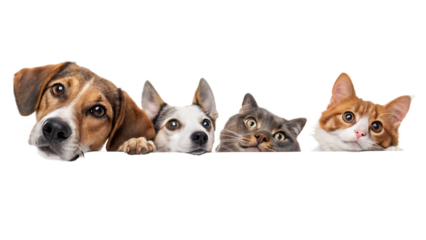 Dogs and cats peeking over web banner extracted isolated on a white background PNG. AI GENERATED.