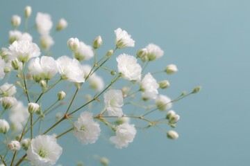 Delicate white gypsophila flowers on pristine backdrop for sophisticated floral decor and artistic endeavors