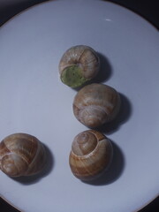 snail on the shell