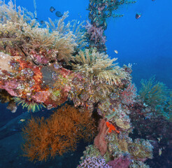 Coral reef off the coast of island in South Pacific