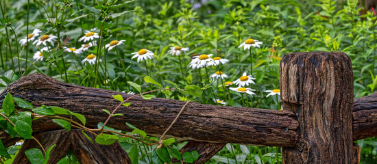 Shakespeare Garden in Central Park, in summer