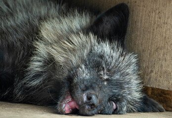 蔵王キツネ村のキツネ達