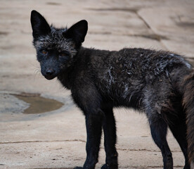 蔵王キツネ村のキツネ達