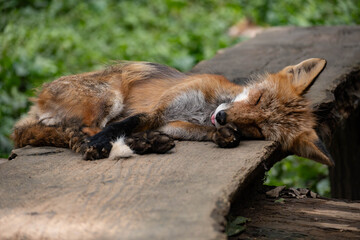 蔵王キツネ村のキツネ達