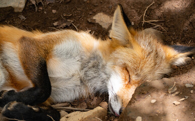 蔵王キツネ村のキツネ達