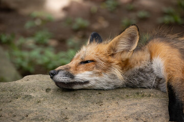 蔵王キツネ村のキツネ達