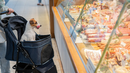 A woman shops at a grocery store with her Jack Russell terrier dog in a stroller.