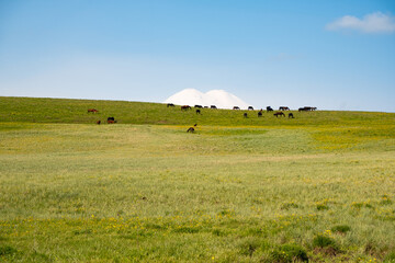 A herd of horses grazes on a lush green field against the backdrop of snow-capped Elbrus under a...