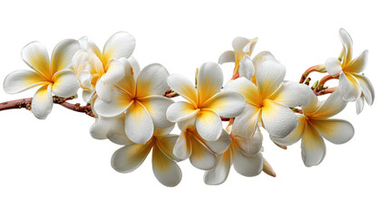 Fototapeta premium Delicate White Plumeria Flowers with Yellow Centers and Water Droplets on a Branch Isolated