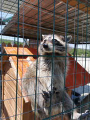 A raccoon at the zoo sits on a house