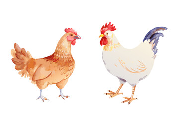 Fototapeta premium Watercolor illustration of a hen and a rooster facing each other