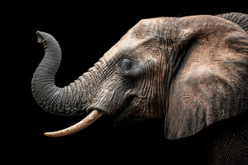 Obraz premium Close-up of an elephant's head against a black background