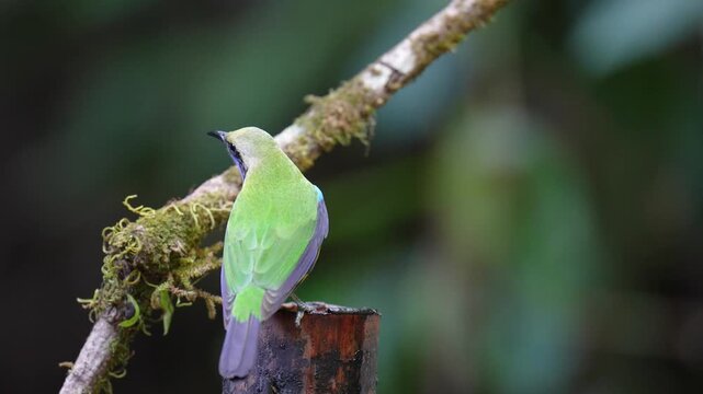 Blue-winged Leafbird ( Chloropsis cochinchinensis) male  bird on a branch