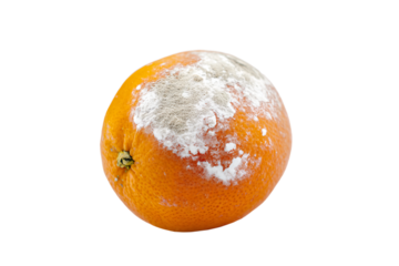 a rotten orange with white mold on it