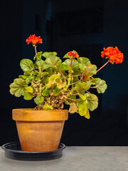 Clay pot with red-flowered geranium, isolated on black background