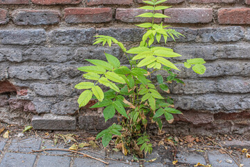 a wild plant on a sidewalk next to an old brick wall