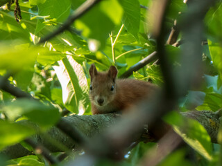 A shy red squirrel peering from the foliag