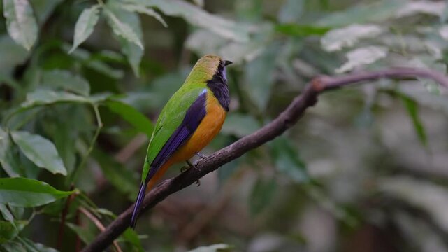 Blue-winged Leafbird ( Chloropsis cochinchinensis) male  bird on a branch