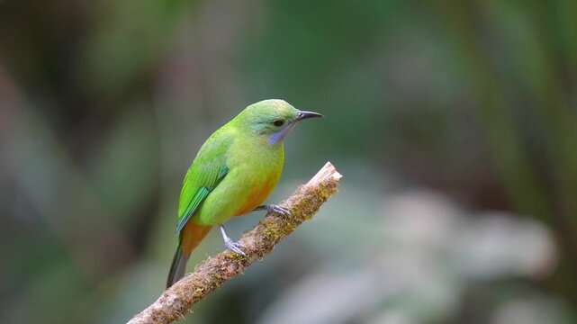 Blue-winged Leafbird ( Chloropsis cochinchinensis) female  bird on a branch