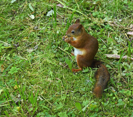 Red squirrel (Sciurus vulgaris) in Pavlovsk Park, St. Petersburg, Russia