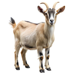 Fototapeta premium Young Goat: A Caprine Portrait